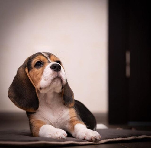 Cachorros Beagle Seleccionados A1 Paga En 12 Meses