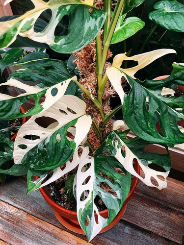 10 Sementes Monstera Adansonii Variegata Rara