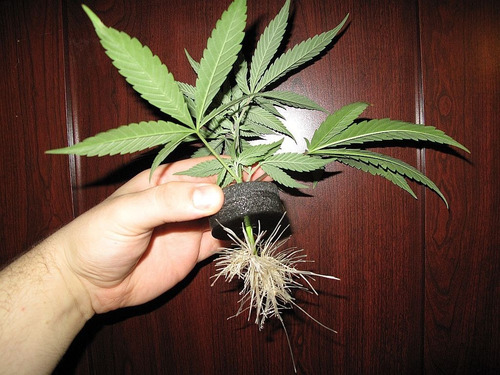 Enraizador En Polvo Para Esquejes Weed Y Ornamentales Auxina