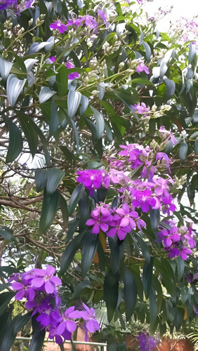 Planta De Cuaresmero - Floral Exotico