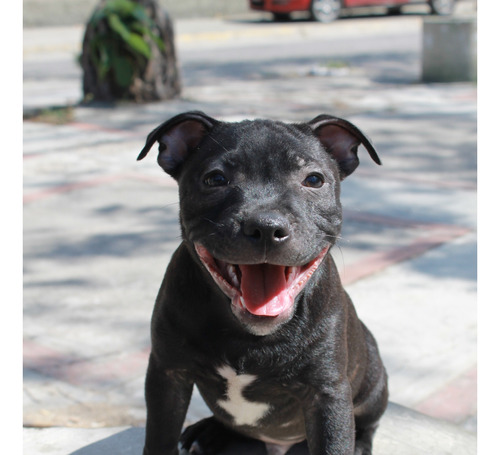 Cachorros Staffordshire