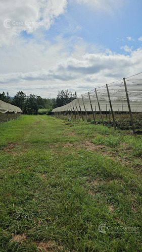 Se Vende, Chacra De Arándanos, En Producción 25 Ha En San José, Apóstoles - Misiones