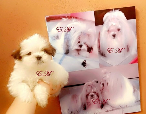 Divino Cachorro Shitzu Mini Excelente Genètica 350 Shih Tzu