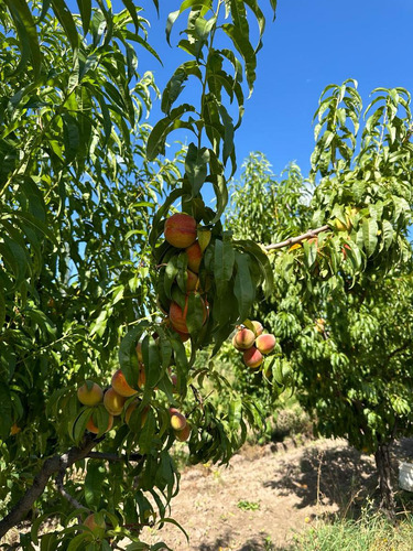 Finca De 3.7 Ha En Producción