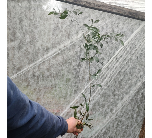 Plantin Cereza Del Misionera Altura 50 Cm Edad 2 Años