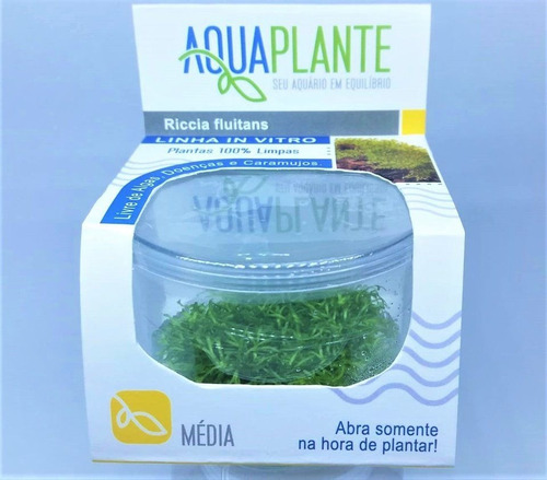 Riccia Fluitans In Vitro - Aquaplant
