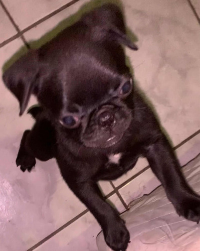 Cachorro Da Raça Pug Com Idade De Sete Meses.
