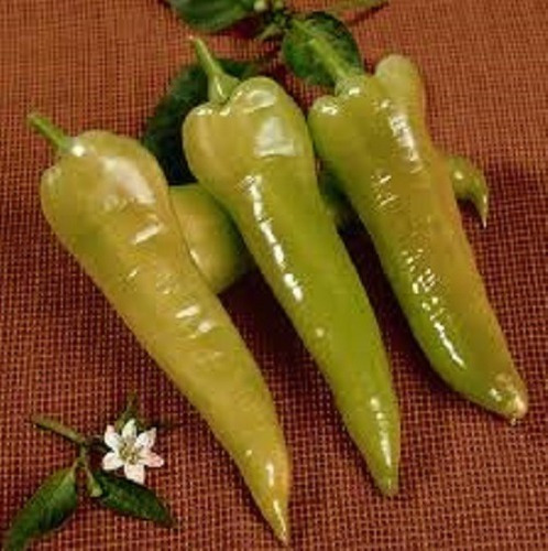 Pimenta Doce Comprido Conserva- 2,5g +- 400 Sementes Plantio