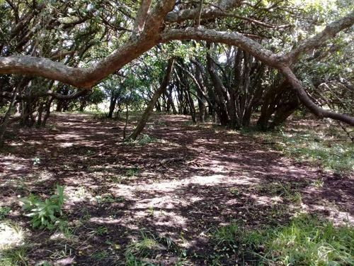 Imagen 9 de 19 de Campo En Venta - 101 Hectáreas - Pinamar