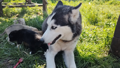 Husky Siberiano Cruza Chow Chow