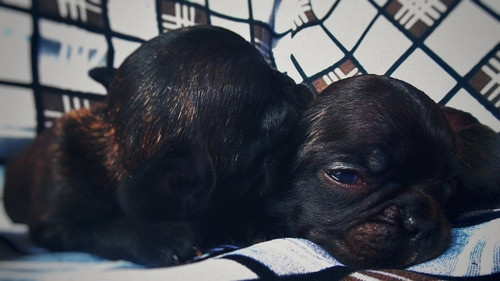 Imagen 1 de 3 de Cachorros Bulldog Francés