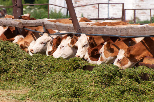 Semilla De Alfalfa San Miguelito Peletizada 20 Kg Kristen Seed