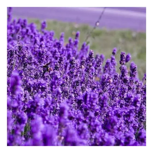 comprar Lavanda Verdadeira \u002F Alfazema - 200mg De Sementes