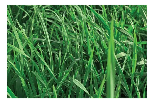 comprar Semilla Forrajes Pastos Azul Orchoro Dascada Clima Frío 4 Lb