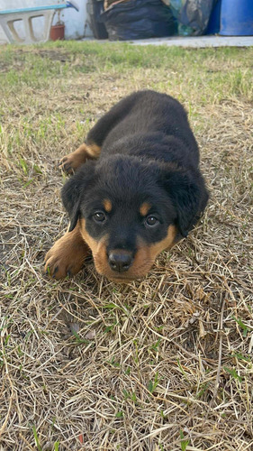 Imagen 2 de 5 de Cachorros Rottweiler