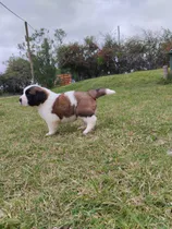 Comprar Cachorro San Bernardo Original