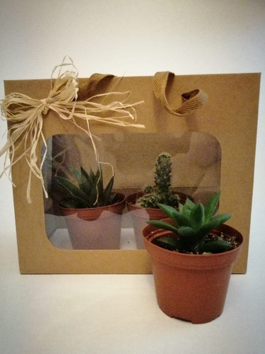 Suculentas Pack De 3 Plantas Naturales Ideal Regalo