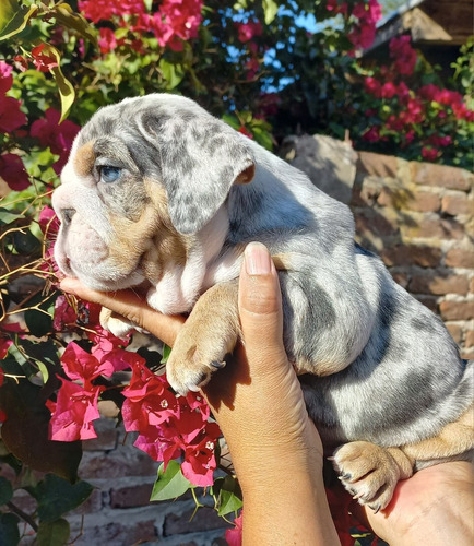 Cachorros Bulldog Ingles 