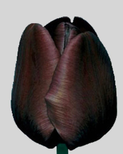 Bulbo De Tulipan Negro X1