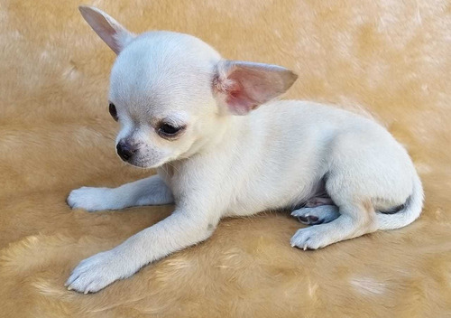 Chihuahua Pelo Curto Macho