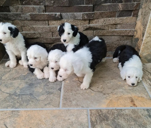Imagen 3 de 3 de Cachorros Pastor Ingles A300 Por Cada Perrito