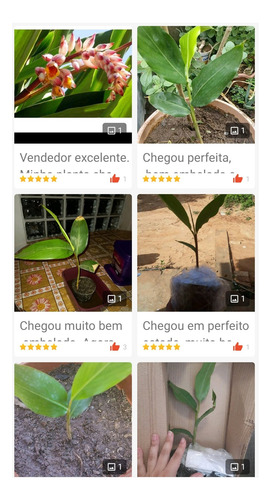Muda Heliconia Bihai - 37cm (1 Muda) Pássaro-de-fogo
