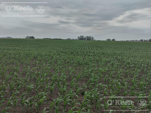 Imagen 4 de 22 de Campo Mixto En Venta En Chivilcoy 60 % Agrícola - Armado