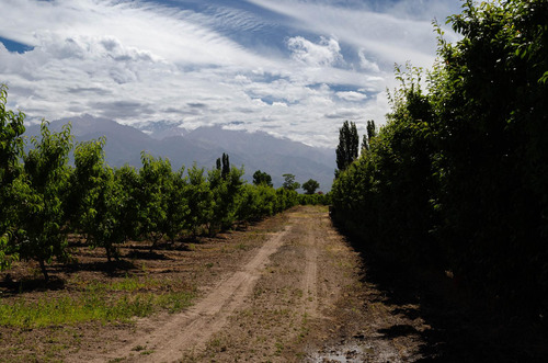 Finca En Venta En Tunuyán
