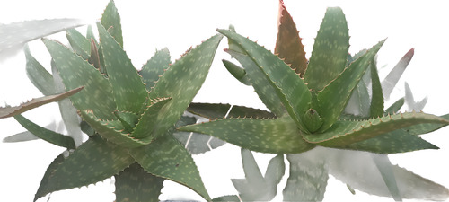 Planta Aloe Vera