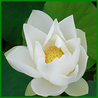 Bonsai Lotus Seeds,planta De Flor De Lirio De Agua, 20pcs Me