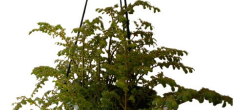 Planta Helecho De Arroz Con Maceta Colgante