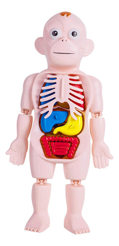 Material Didáctico Modelo Del Cuerpo Humano Para Demostrar