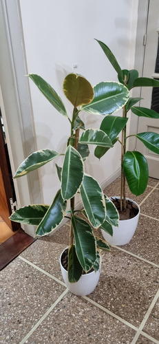Gomero Ficus Elastica Variegado Xl