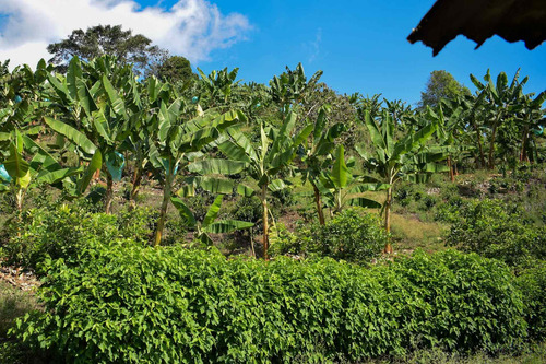 Imagen 9 de 22 de Finca En Venta Sevilla - Caicedonia