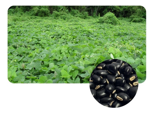 Mucuna Preta / Mucuna Pruriens Sementes P/ Plantio 250g