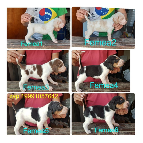 Imagem 2 de 2 de Filhotes De Americanos.