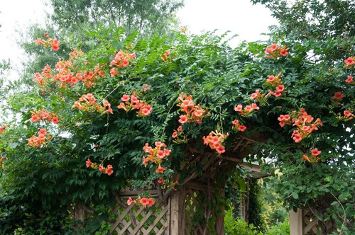 Imagem 6 de 10 de Mudas De Trombeta Chinesa - Campsis Grandiflora