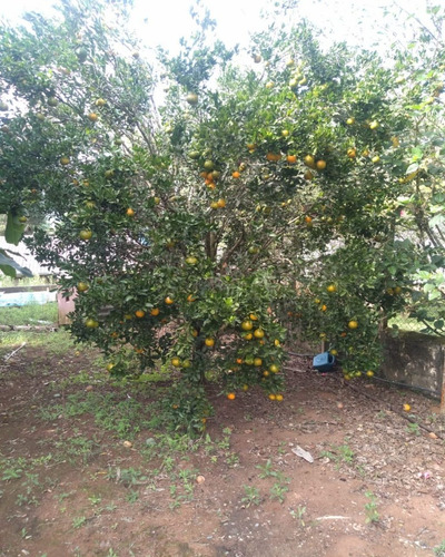 Imagem 4 de 20 de Chacara - Ch00007 - 70171814