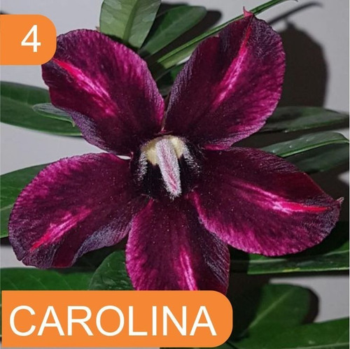 Imagem 5 de 10 de 4 Rosas Do Deserto Enxertada Preta Branca Vermelha E Amarela