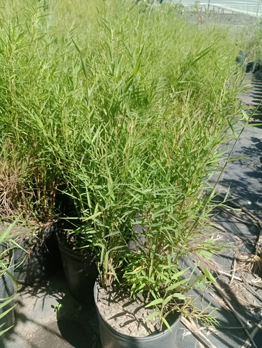 Pogonatherum Paniceum  Caña Enana  3lts