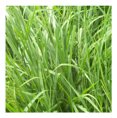 Capim Massai Panicum Maximum 20kg Sementes