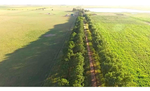 Imagen 5 de 8 de Campo En Venta - Trenque Lauquen