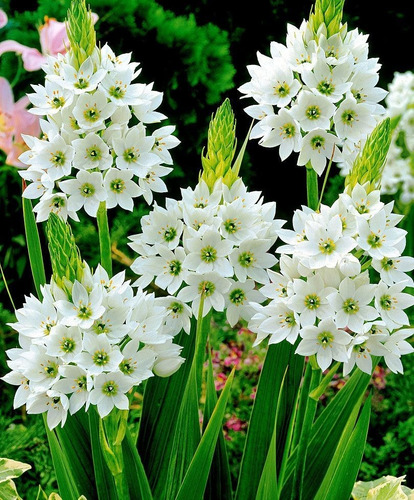 Ornithogalum Thyrsoides Blanco X 10 Bulbos Imp. Holanda