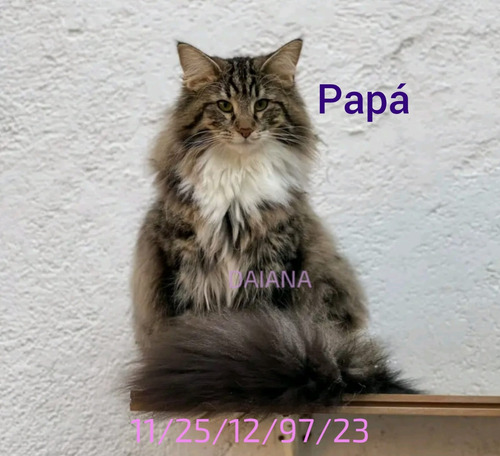 Gatito Siberiano Hipoalergénico Ef320mil Fotos Reales!!