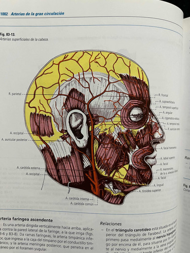 Anatomia Humana, Tomo Ii. Latarjet. 4a Edicion. (Usado)
