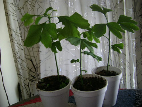 Plantin Ginko Biloba. 15 Cm. 