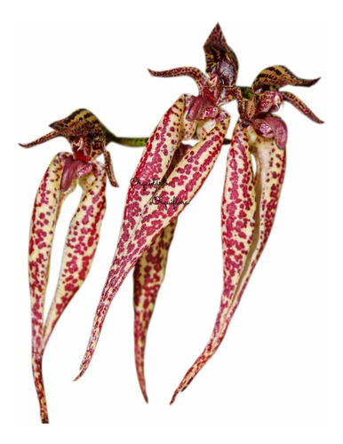 Orquídea Bulbophyllum Emily Siegerist Planta Adulta Exótica