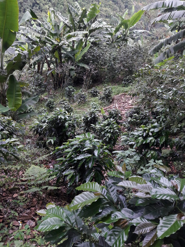 Se Vende Finca Cafetera En El Tolima