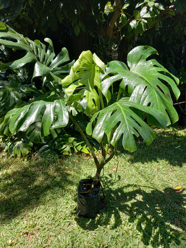 Monstera Deliciosa Grande Altura 1.10mts 4 Hojas