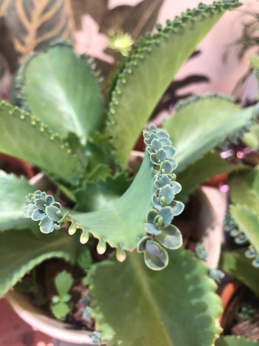 Kalanchoe Laetivirens - Suculenta Medicinal
